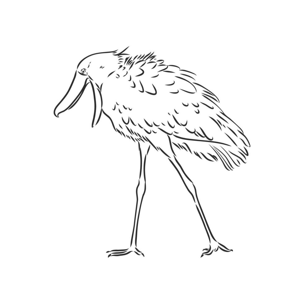 bosquejo del vector del pájaro shoebill