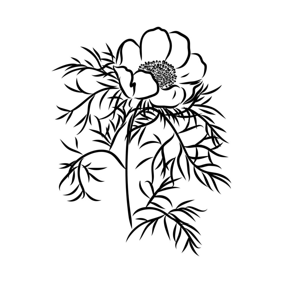 flower vector sketch