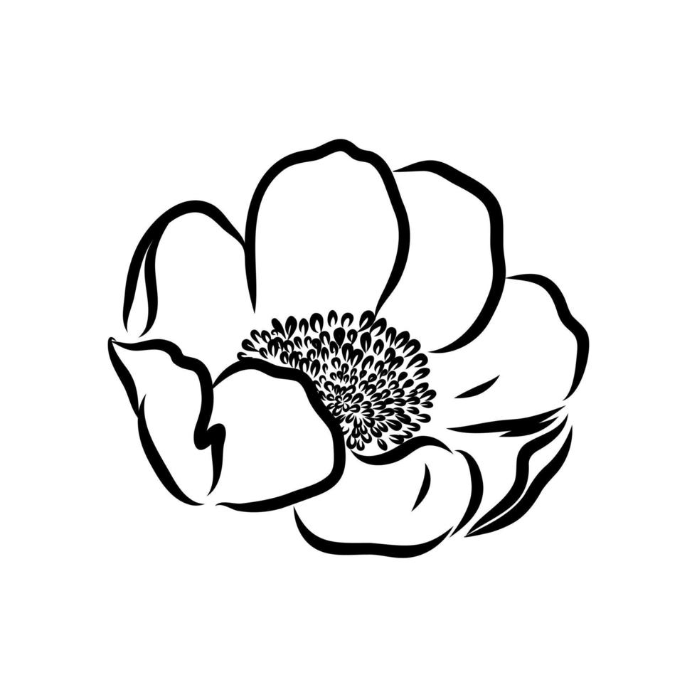 flower vector sketch