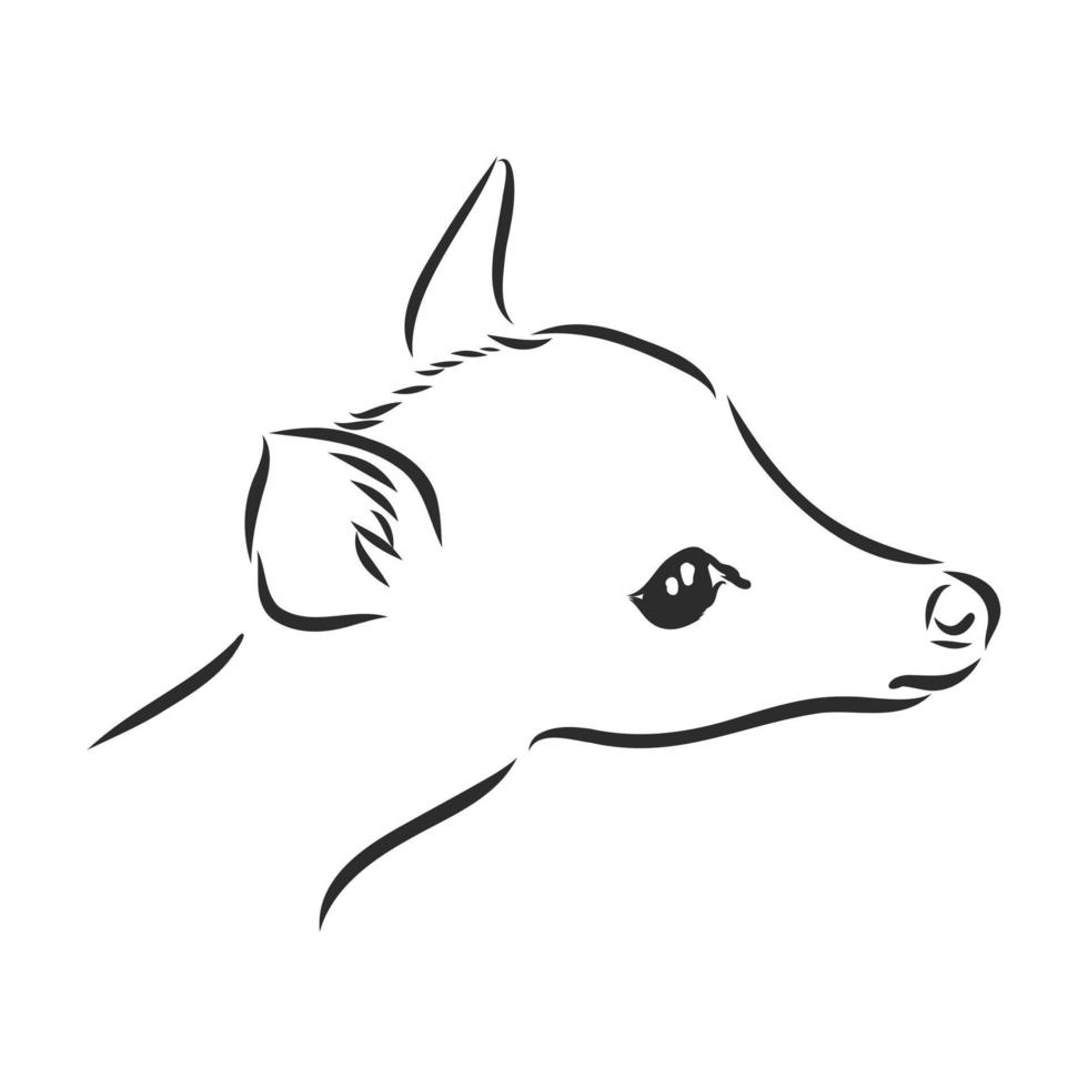 baby deer vector sketch