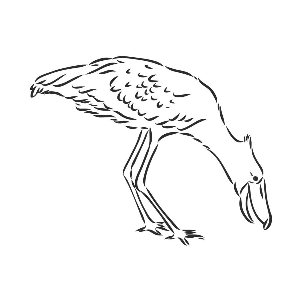bosquejo del vector shoebill