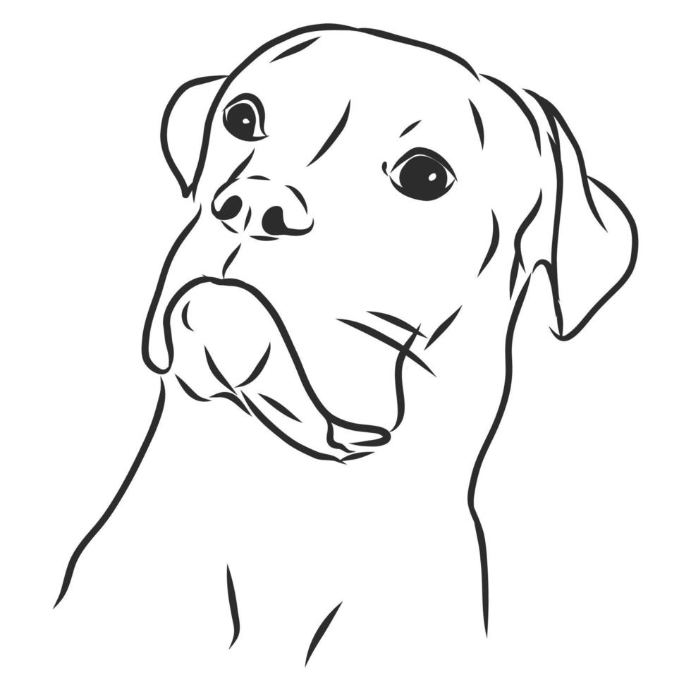 dog vector sketch