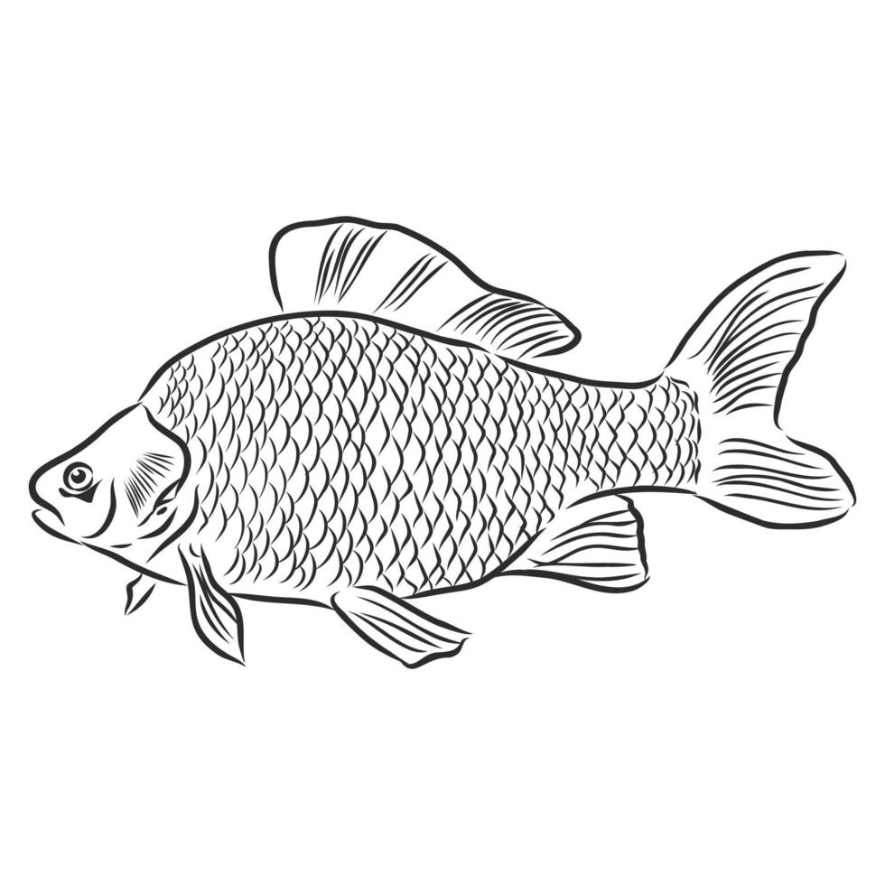 fish vector sketch