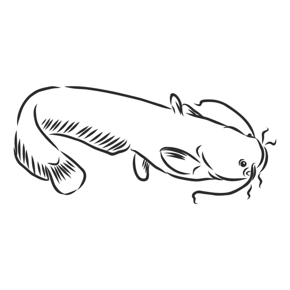 catfish vector sketch