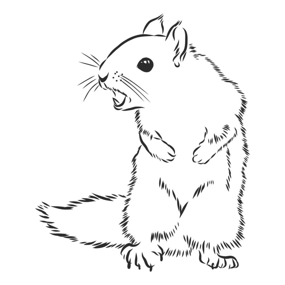 squirrel vector sketch