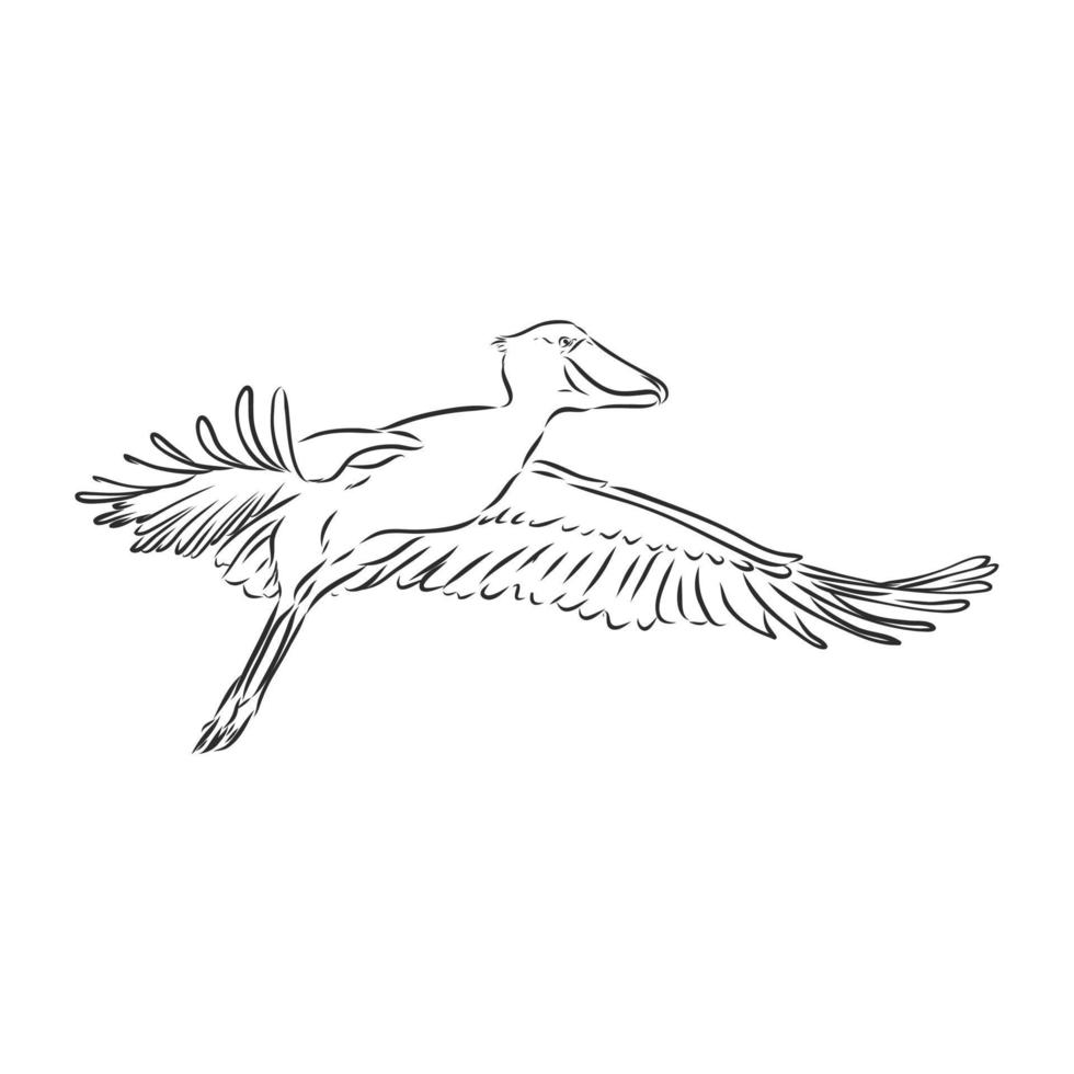 shoebill vector sketch