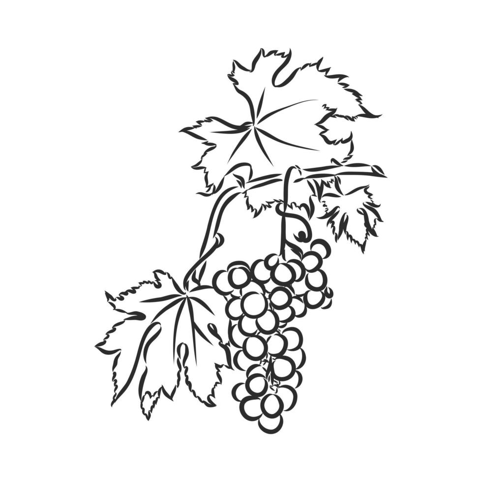 dibujo vectorial de uvas vector