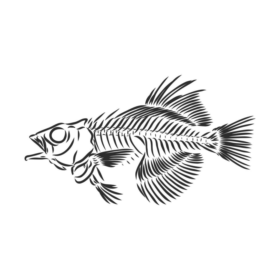 fish skeleton vector sketch