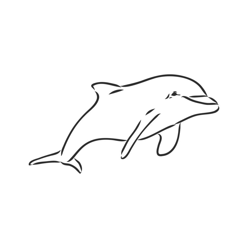 bosquejo del vector del delfín
