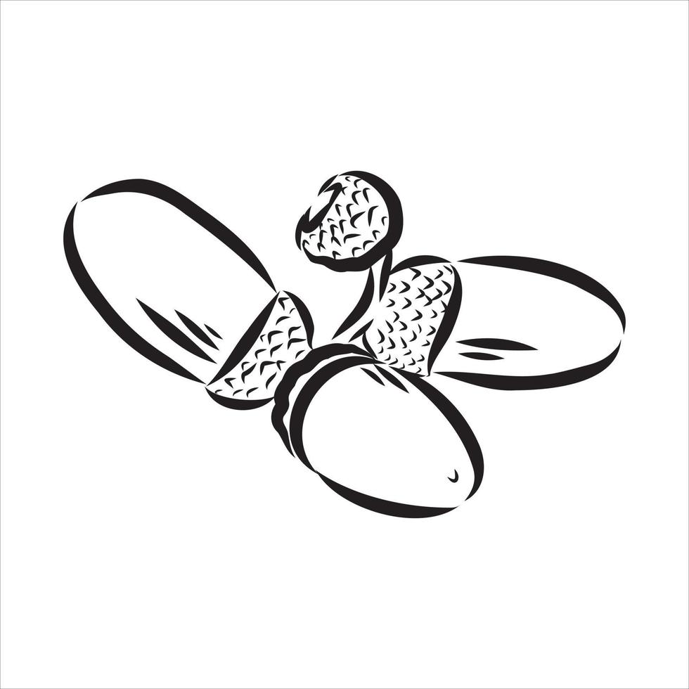 acorn vector sketch