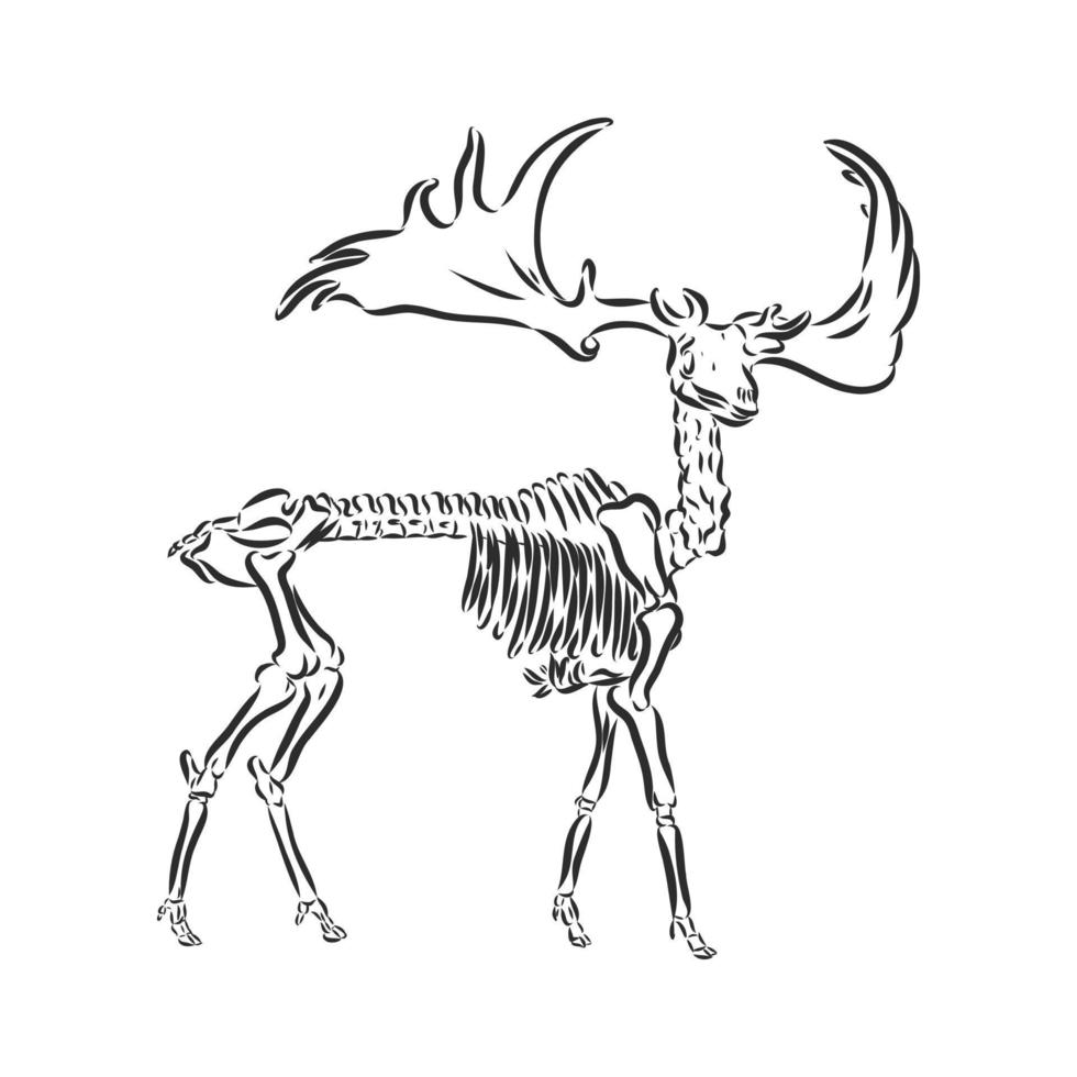 moose vector sketch