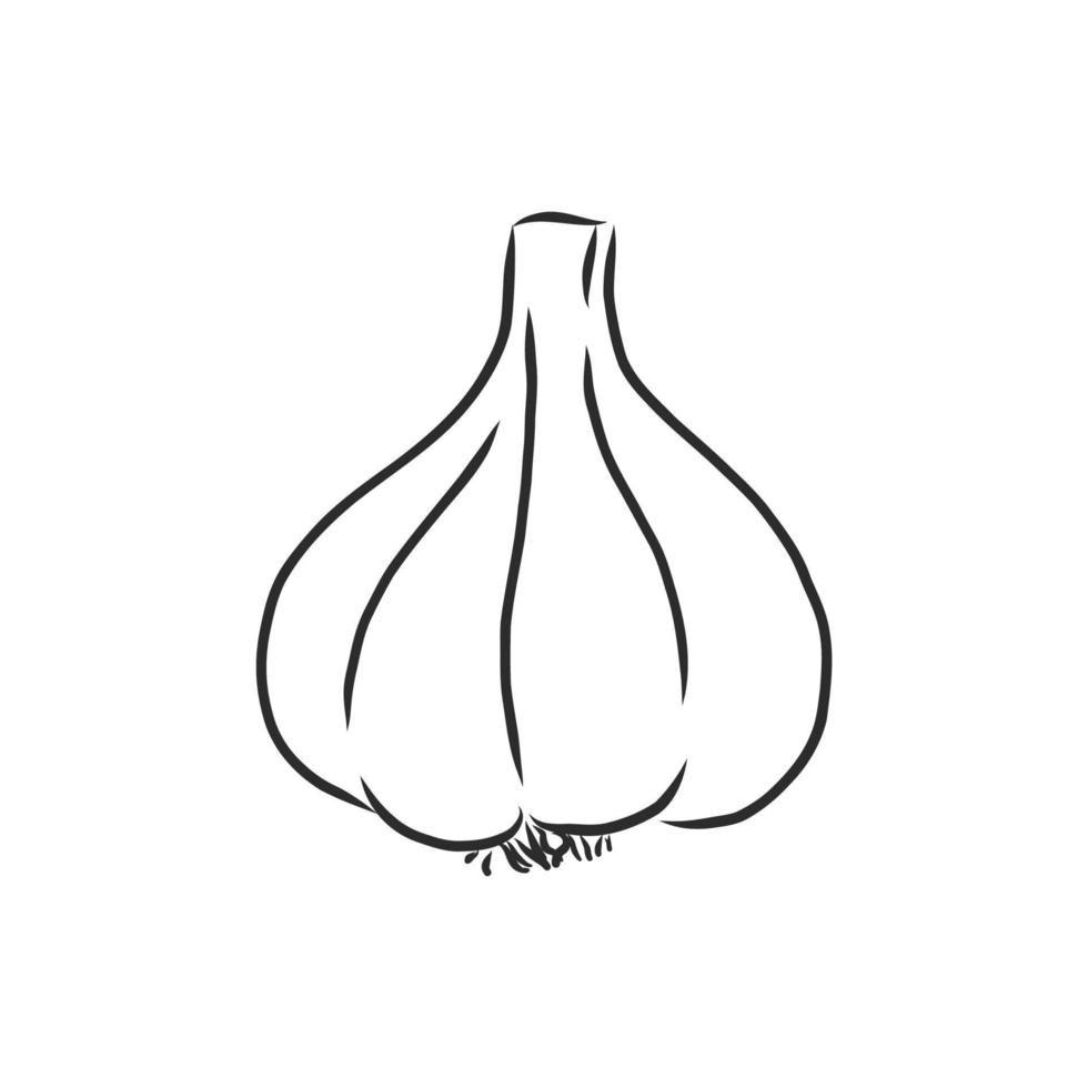 garlic vector sketch