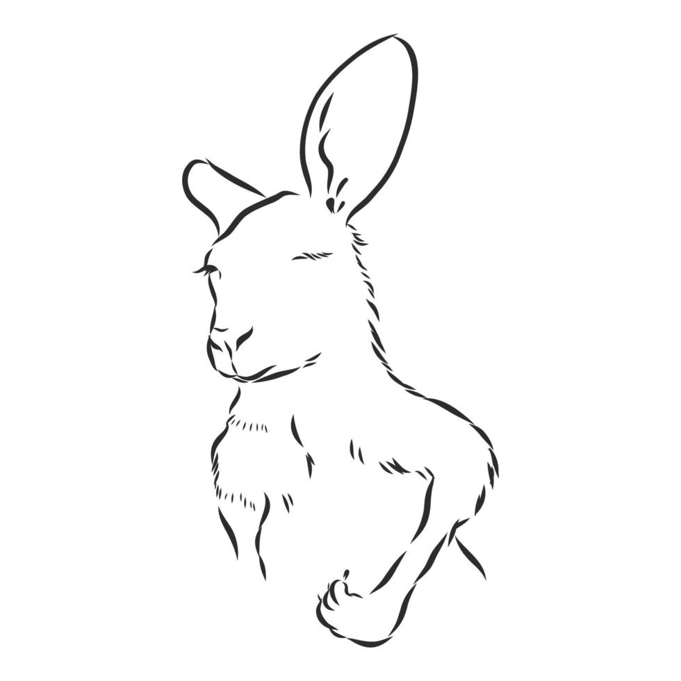 kangaroo vector sketch
