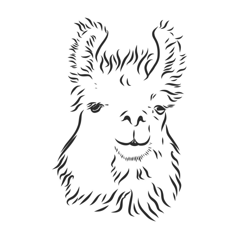 dibujo vectorial de lama vector