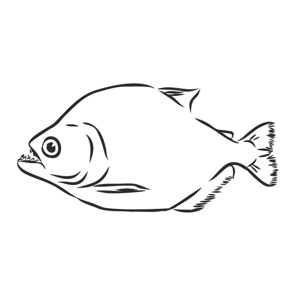 piranha vector sketch