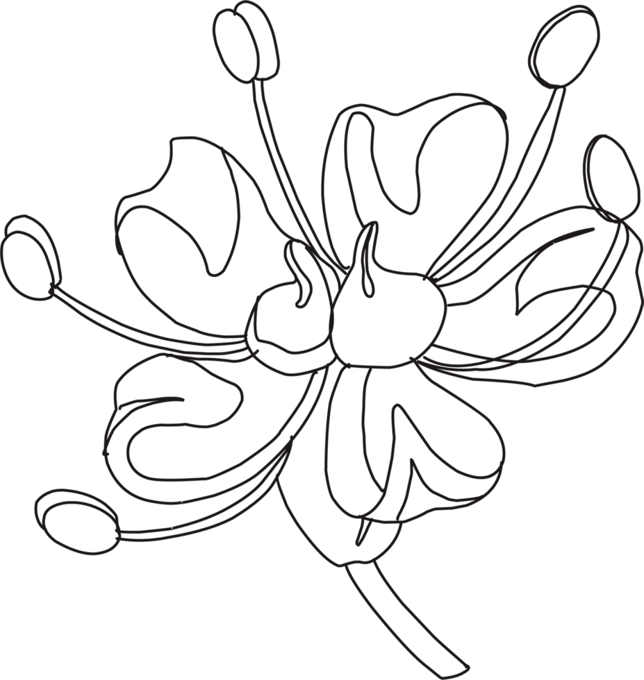 Flower linear illustration. Twig silhouette. Plant coloring element. Floral element isolated png