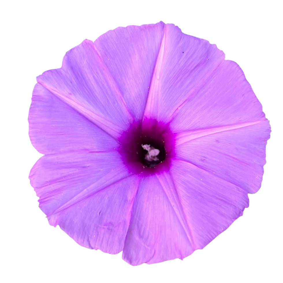 Morning glory flower png