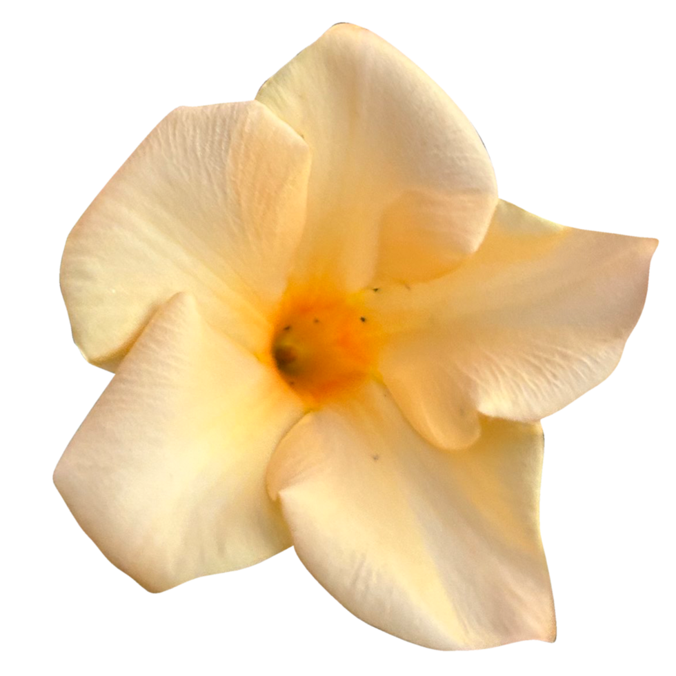 Free mandevilla flor amarilla 17054172 PNG with Transparent Background
