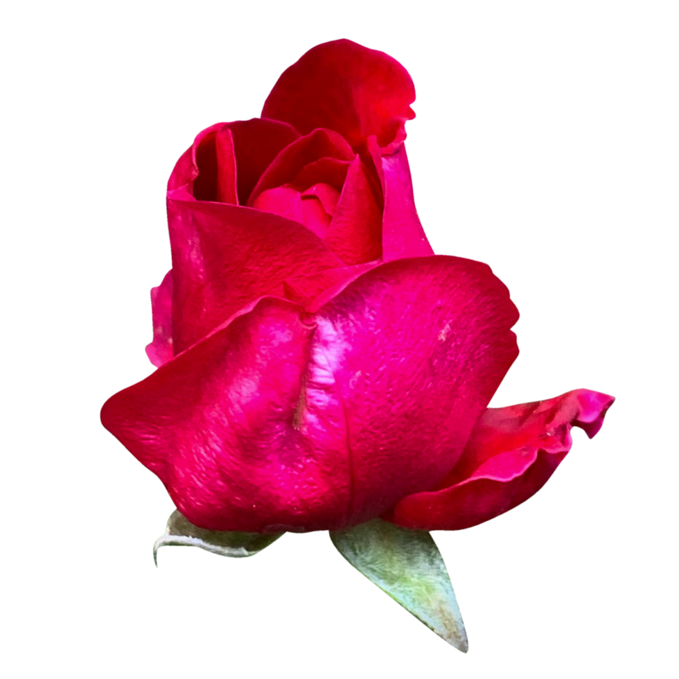 Mister Lincoln red flower png