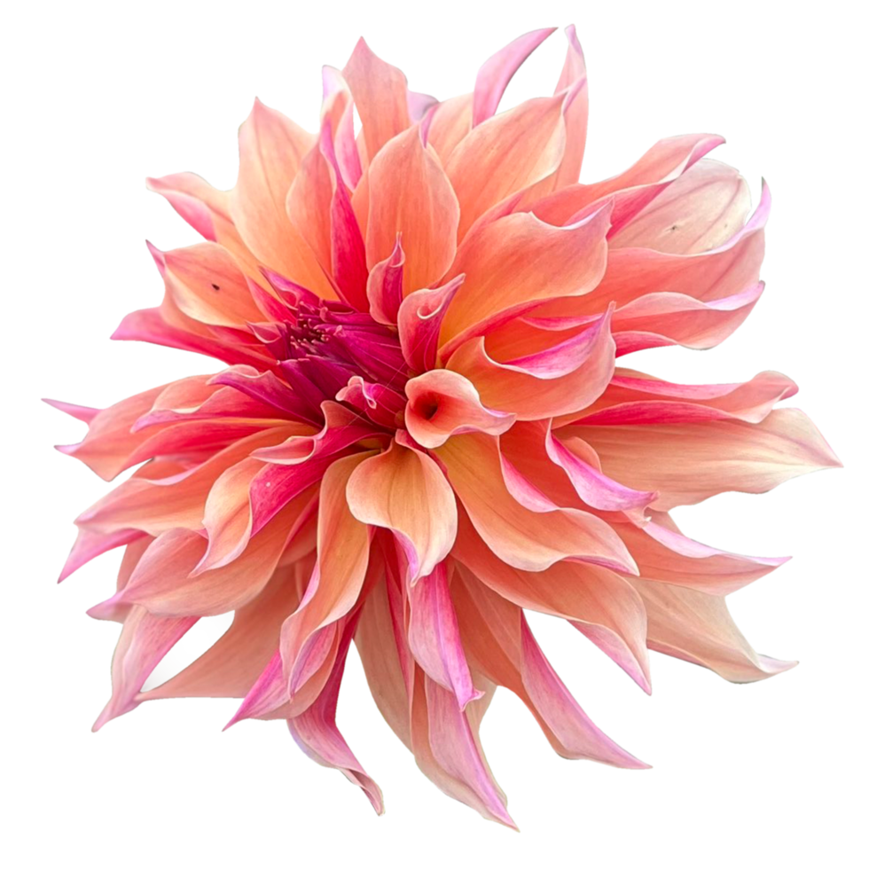 flor de dalia png transparente