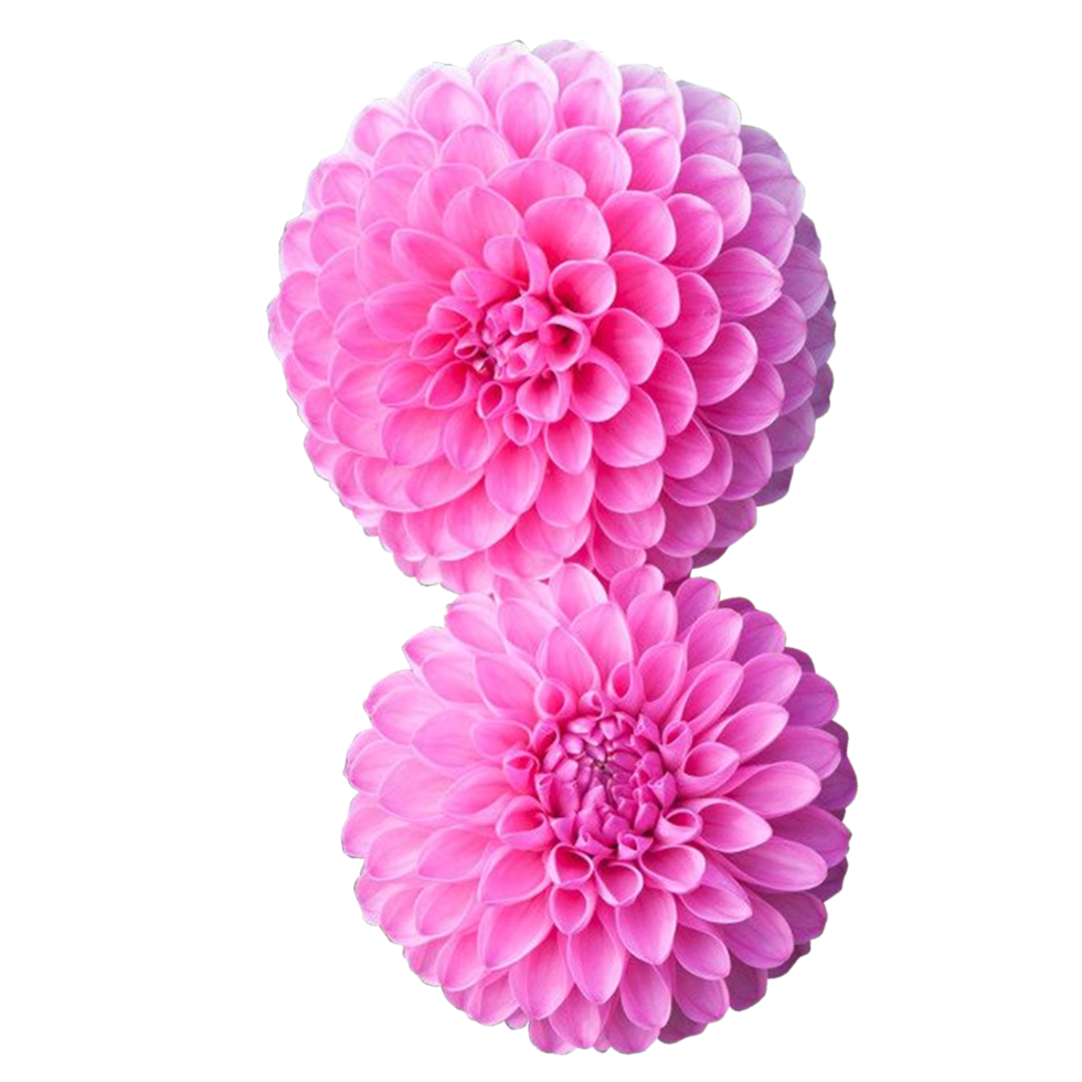 doppelte dahlienblume png transparent