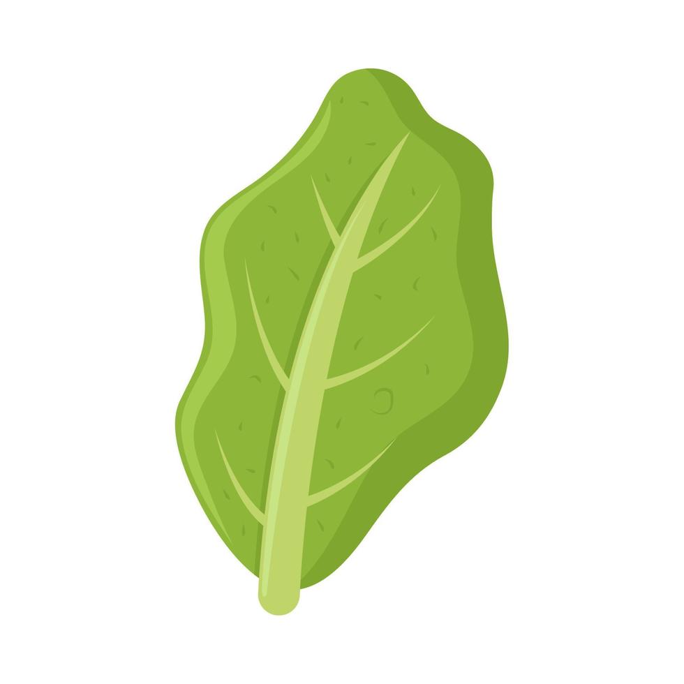 icono de lechuga de hoja vector