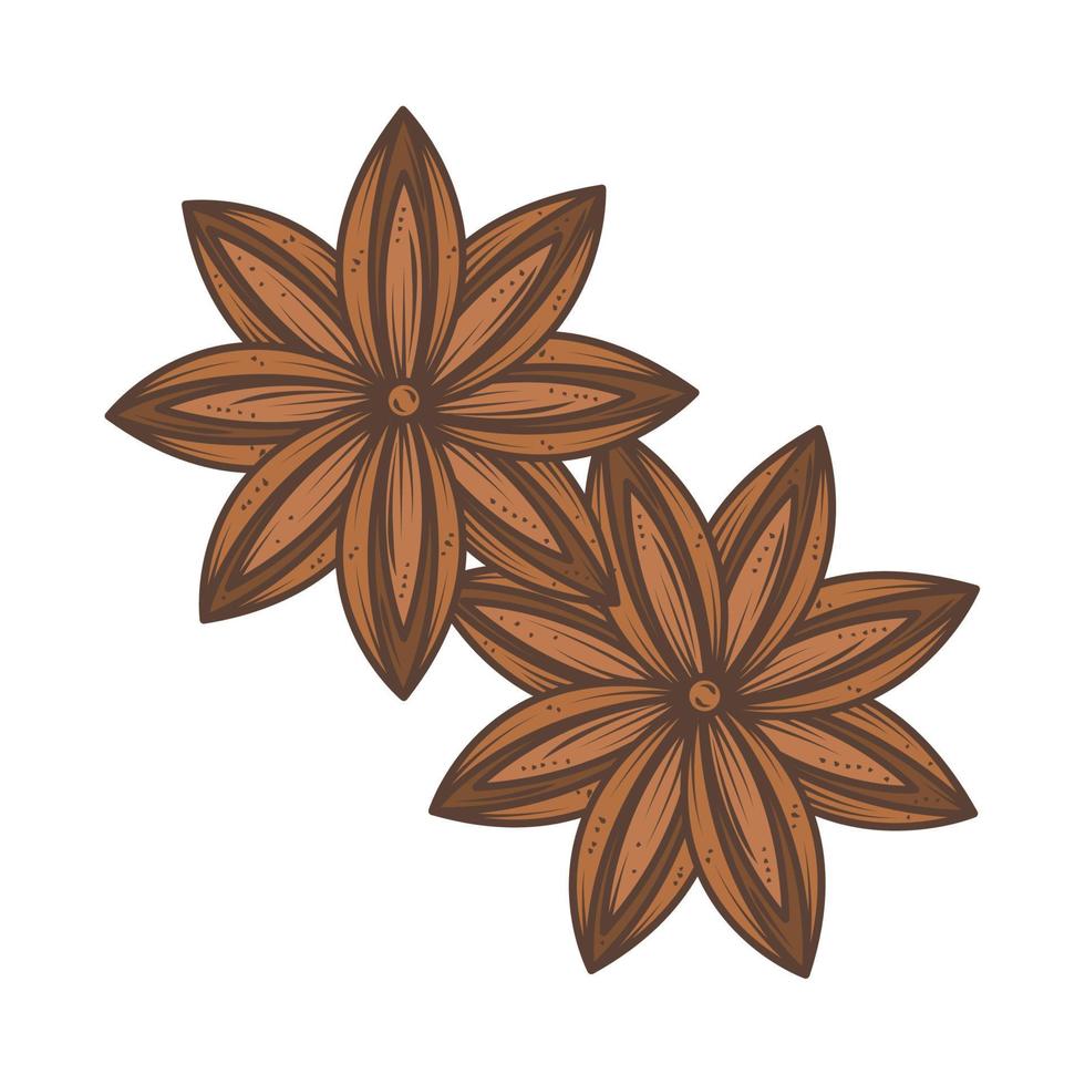 anise stars nature vector