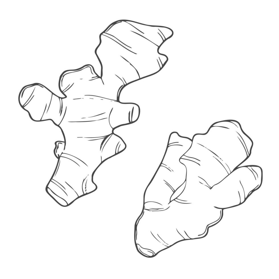 Hand drawn ginger roots sketch. Isolated vector illustration.