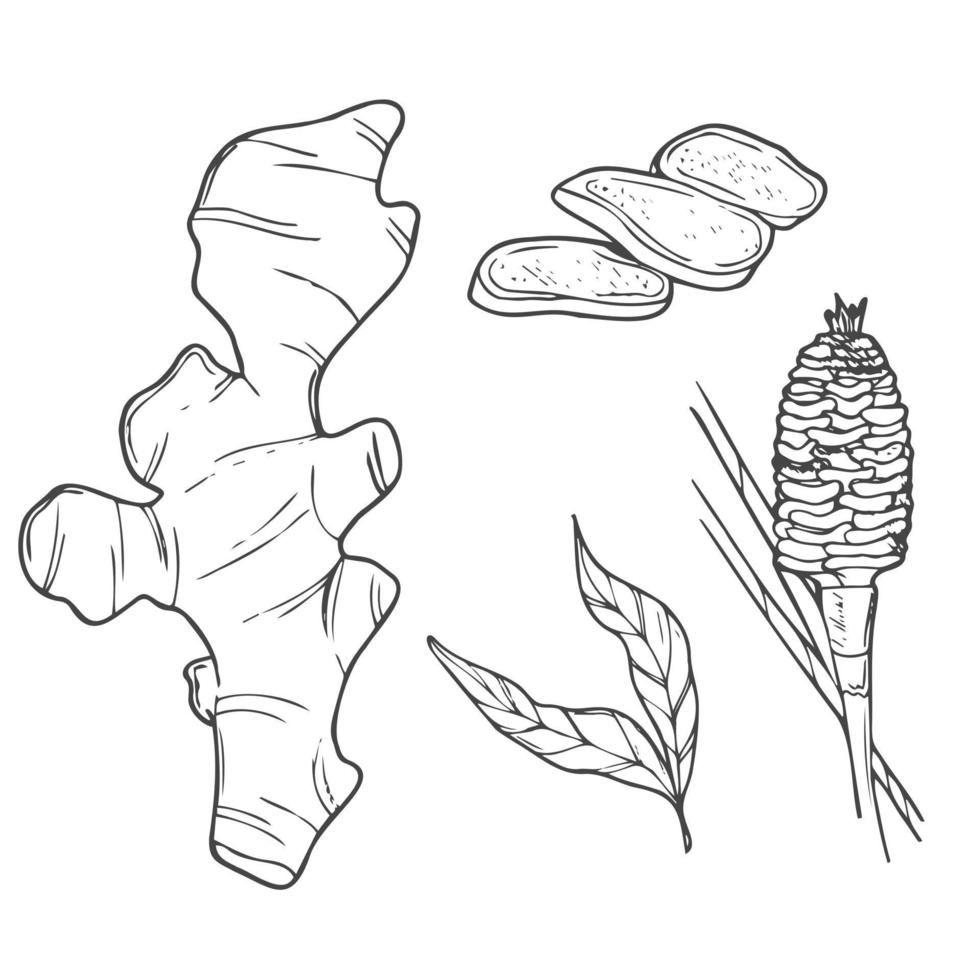 Vector hand drawn Ginger set. Roots, ginger pieces and sliced of ginger. Herbal spice. Detox food ingredient.