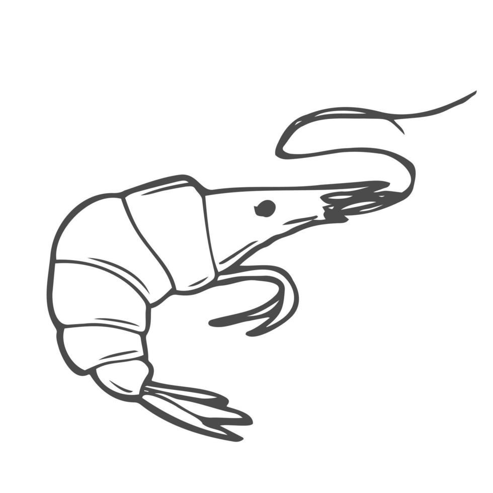 icono de garabato de contorno dibujado a mano de camarones. ilustración de boceto vectorial de mariscos saludables - camarones o gambas para impresión, web, móvil e infografía aislado sobre fondo blanco. vector