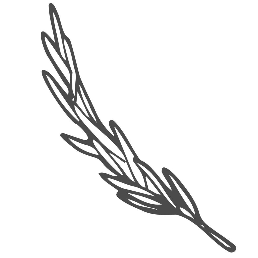 Rosemary. Sketch. A sprig of aromatic spice. Vector illustration. Outline on isolated background. Doodle style. Stem with leaves. Idea for web design, menu.