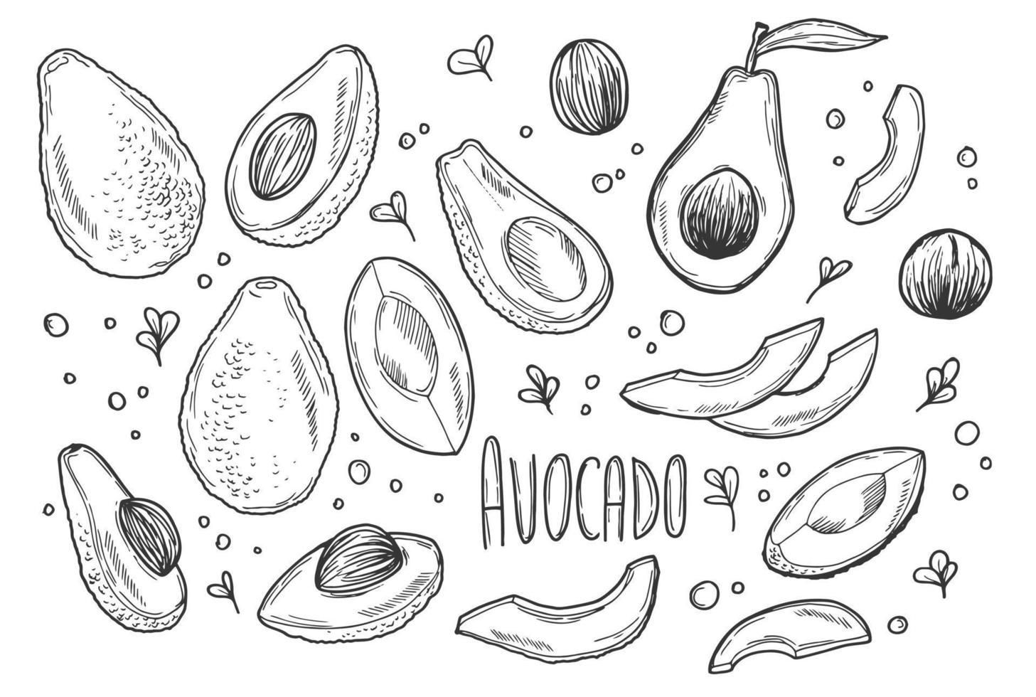 conjunto de bocetos de aguacate de fideos. ilustración vectorial de alimentos frescos. aguacate orgánico aislado en blanco vector