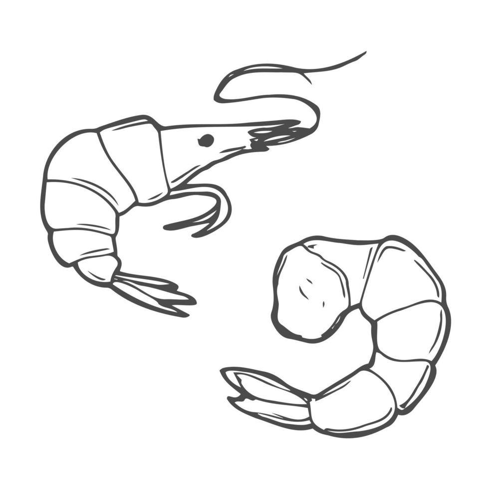 Shrimp doodle symbol. Shrimp logo design. vector