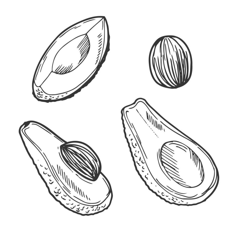 conjunto decorativo de aguacate de dibujo vectorial. ilustraciones botánicas dibujadas a mano. blanco y negro con arte lineal aislado en fondos blancos. dibujos de frutas vector