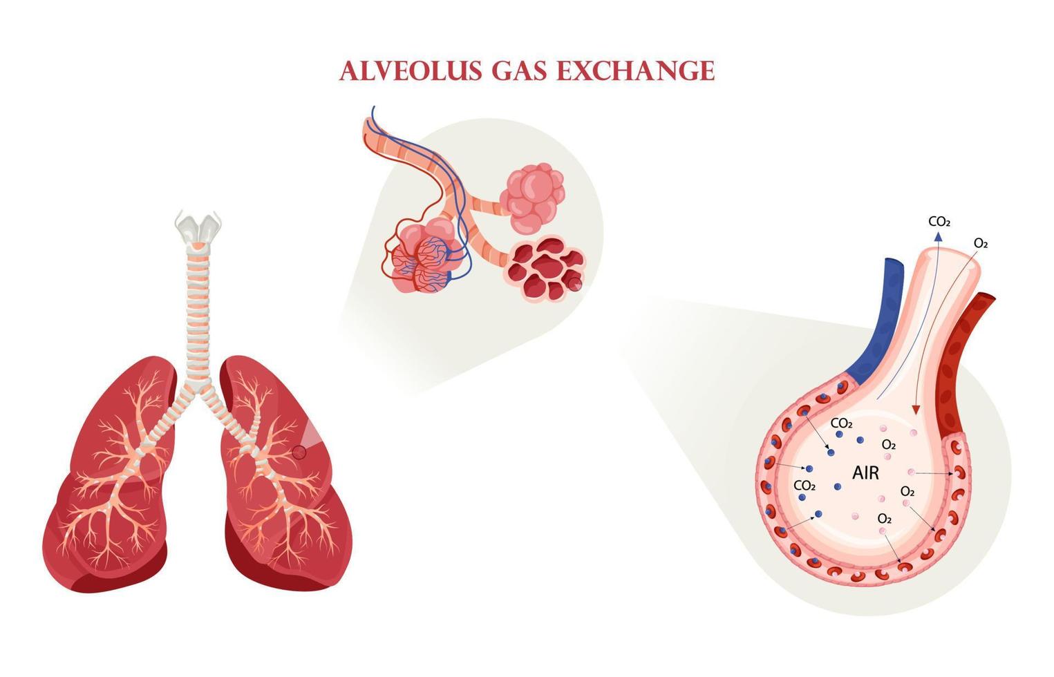 esquema de intercambio de gases alvéolos en los pulmones vector