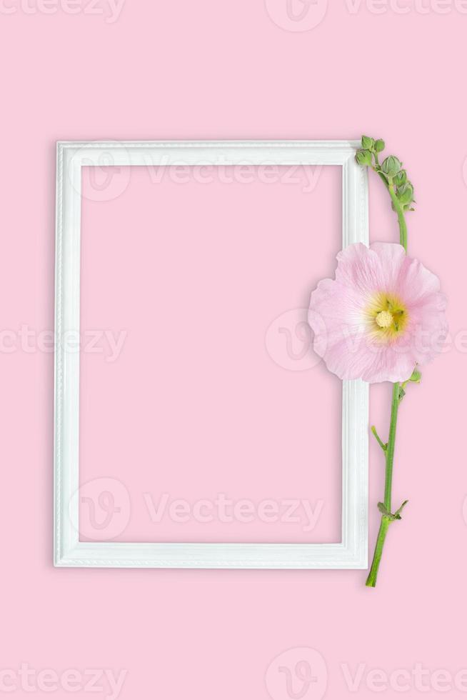 Pink mallow with frame on pink background. Birthday, March 8, International Women's Day. Mockup. Copy space photo