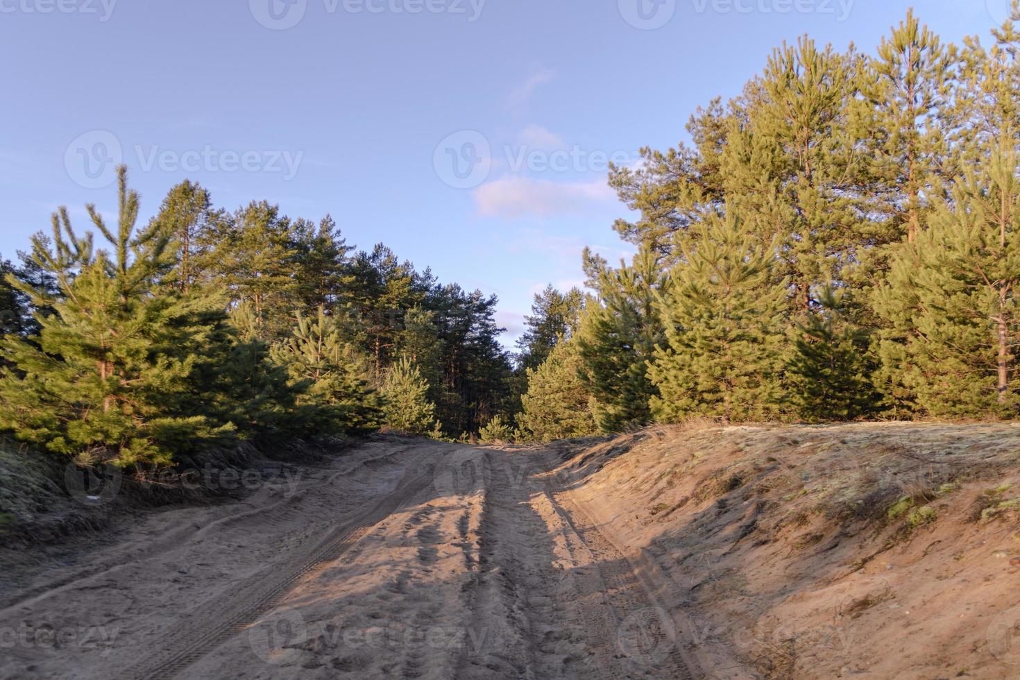 Sandy road in a sunny pine forest trees landscape photo