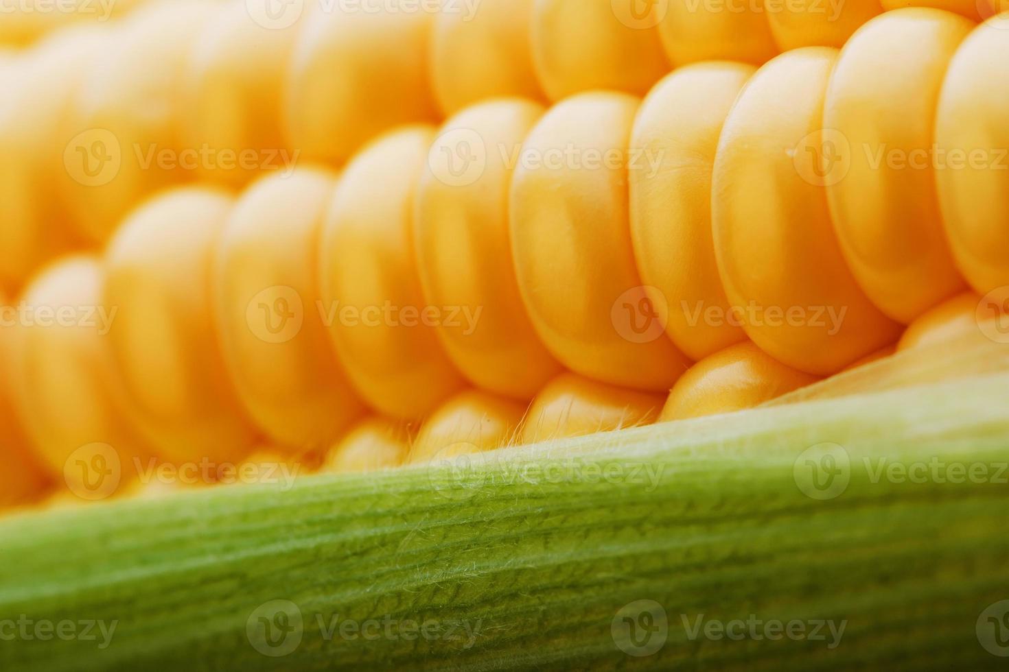 Ripe grains of golden corn closeup, harvest season, healthy organic nutrition of the ear of corn. Vegetarian food golden textural wallpaper, abstract backgrounds photo