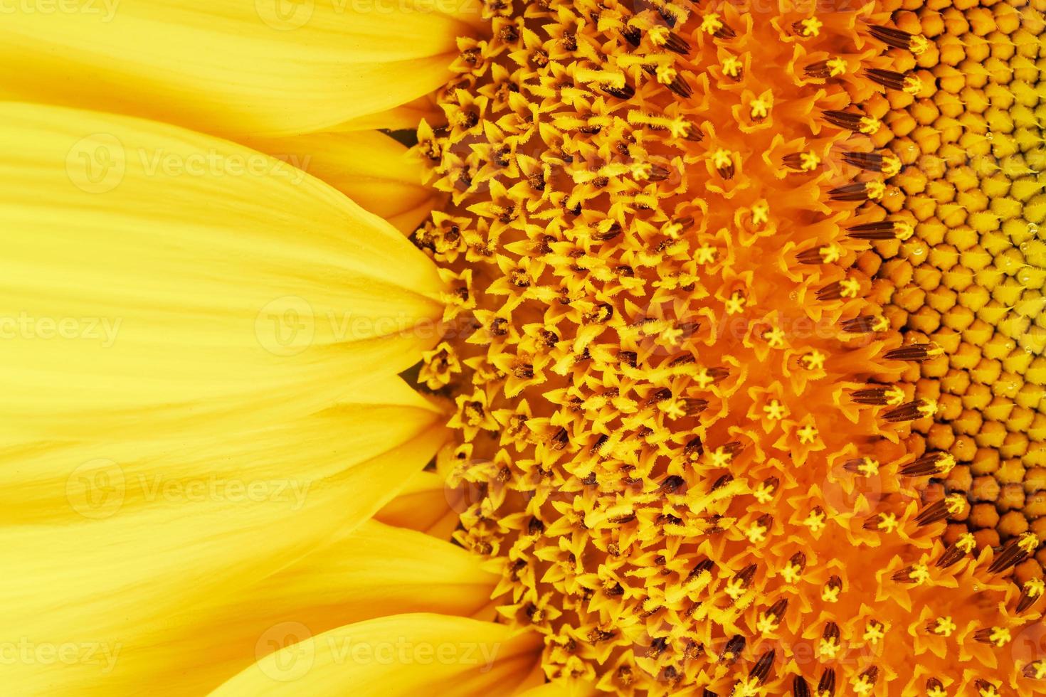 Sunflower petals in close-up as patterns and full-screen textures as background. Macro photo