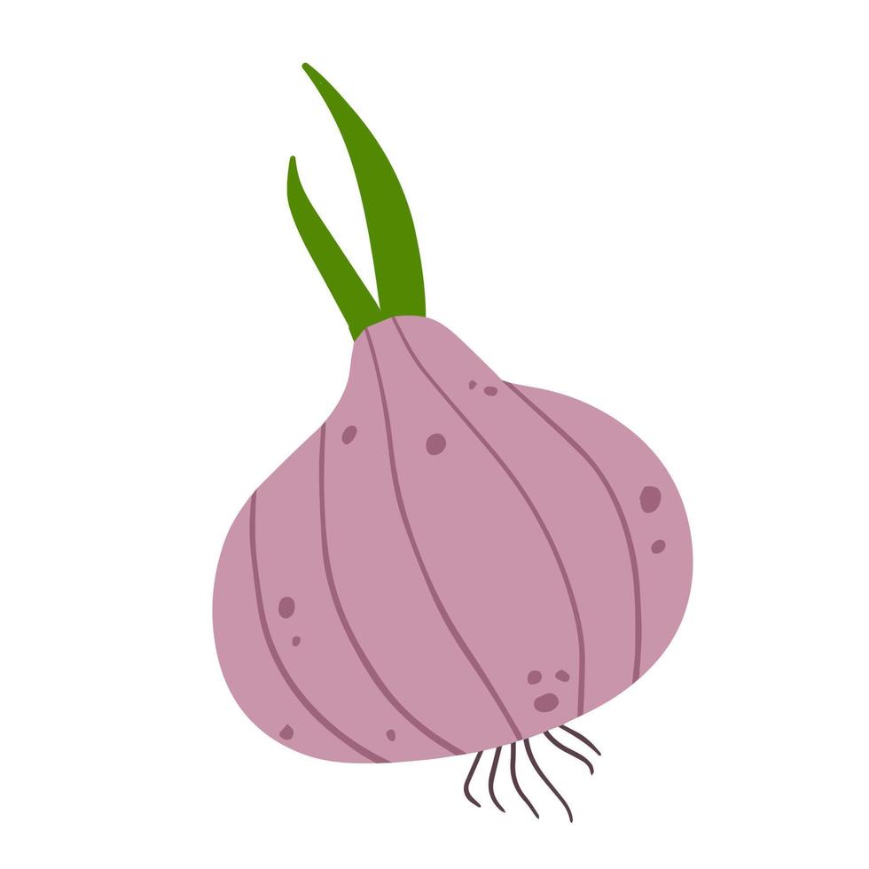 Onion in doodle style. Vegetable food and harvest. A simple drawing. Spicy Leek bulb. Flat cartoon isolated on white vector