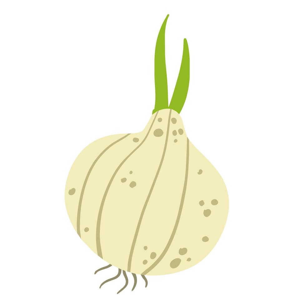 Onion in doodle style. Vegetable food and harvest. A simple drawing. Spicy Leek bulb. Flat cartoon isolated on white vector