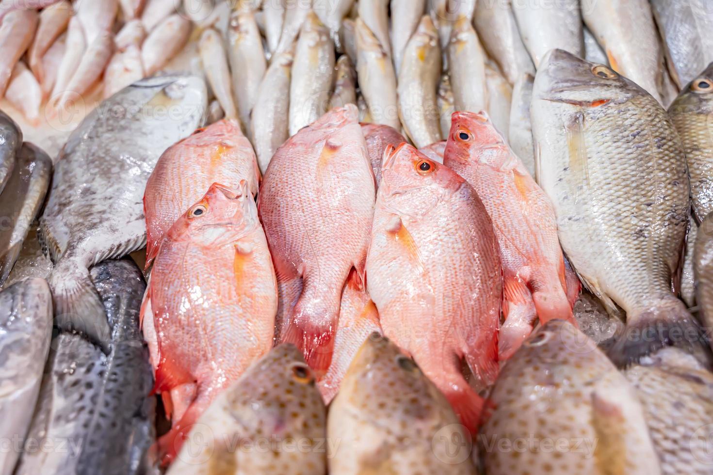fresh fish in the fish market 17073664 Stock Photo at Vecteezy