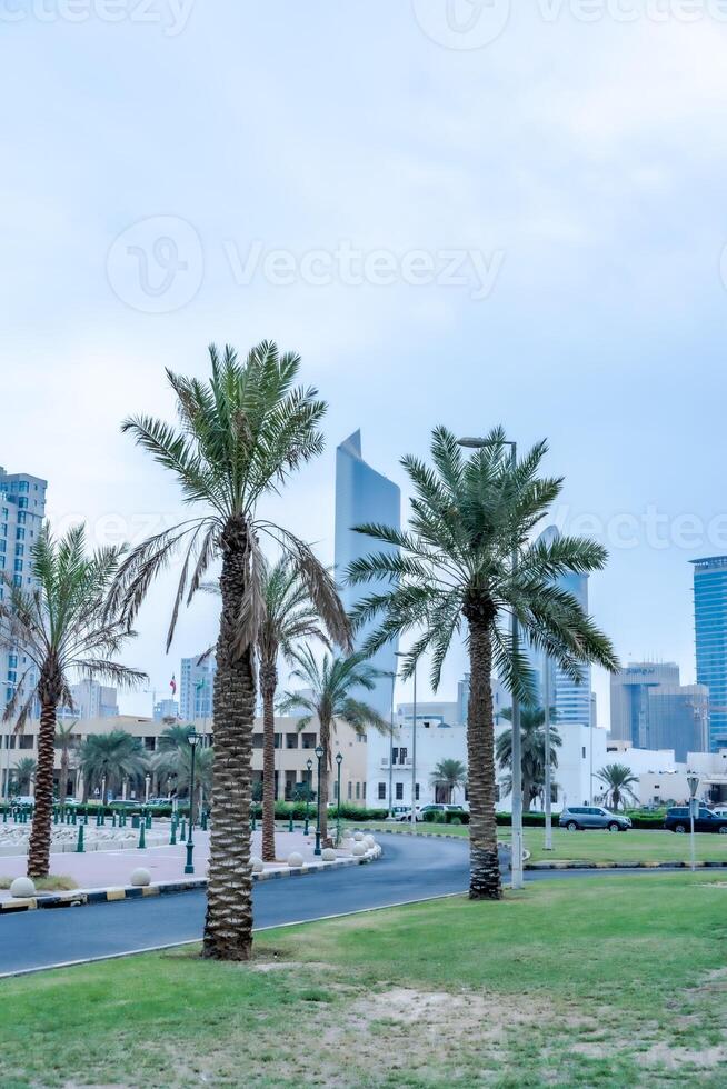 Kuwait city palm trees in the sooq Sharq 17073684 Stock Photo at Vecteezy