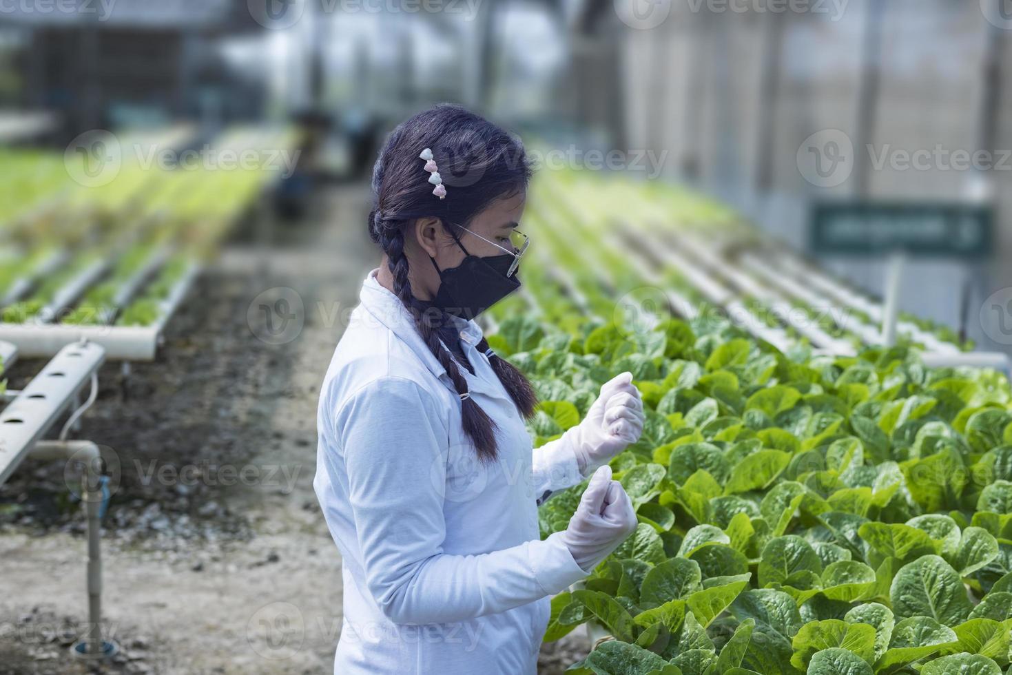 A team of scientists analyzes plants on vegetable trays. Hydroponics process in the laboratory Agricultural engineers test plant health in industrial greenhouses.The woman is being examined in detail. photo