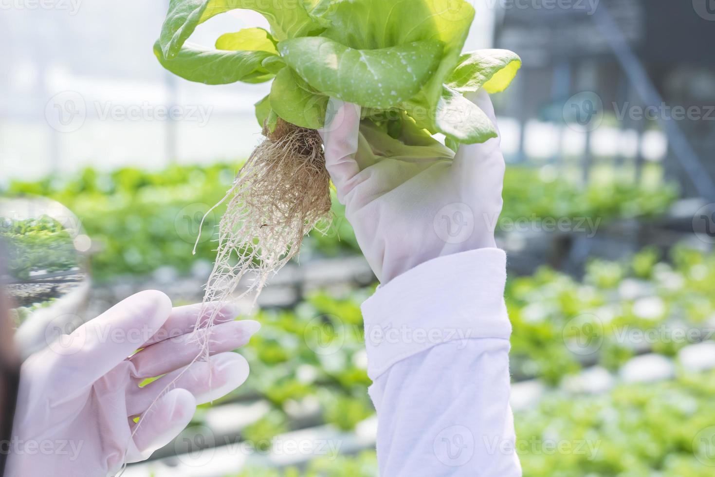 un equipo de científicos analiza plantas en bandejas de verduras. proceso hidropónico en el laboratorio ingenieros agrícolas prueban la salud de las plantas en invernaderos industriales.la mujer está siendo examinada en detalle. foto