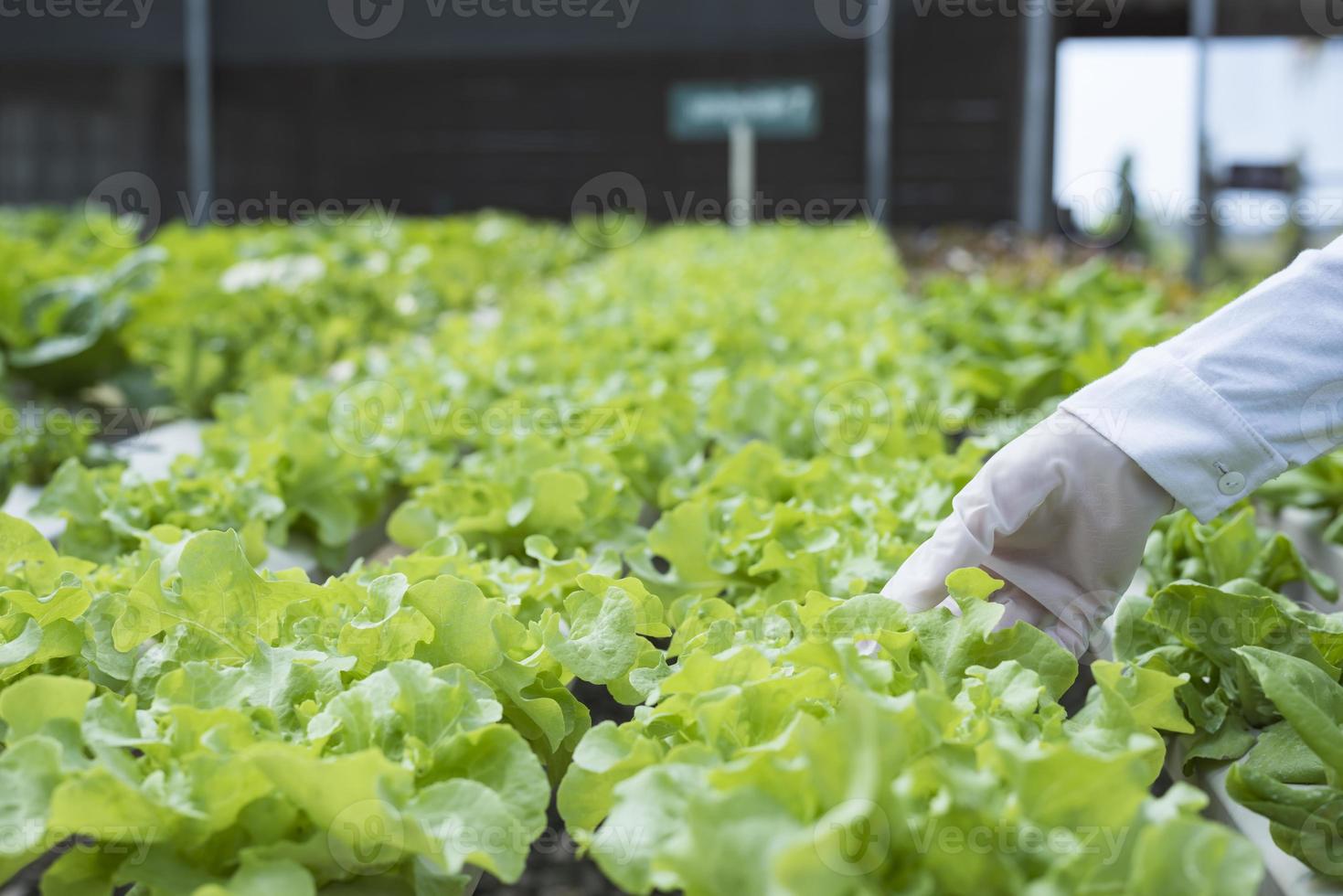 A team of scientists analyzes plants on vegetable trays. Hydroponics process in the laboratory Agricultural engineers test plant health in industrial greenhouses.The woman is being examined in detail. photo