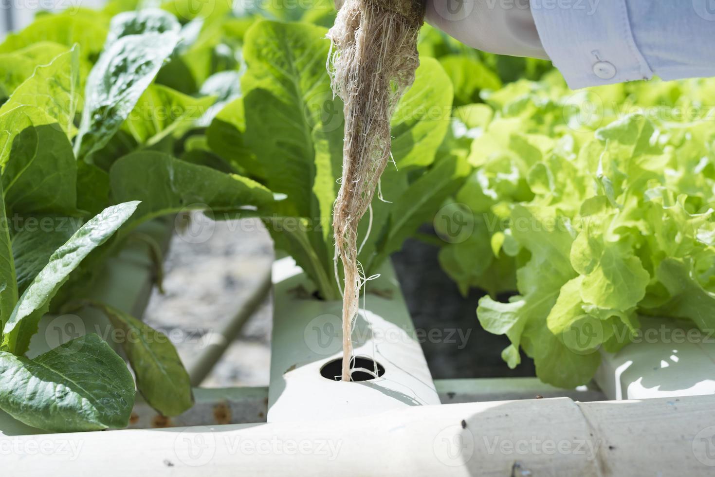 A team of scientists analyzes plants on vegetable trays. Hydroponics process in the laboratory Agricultural engineers test plant health in industrial greenhouses.The woman is being examined in detail. photo