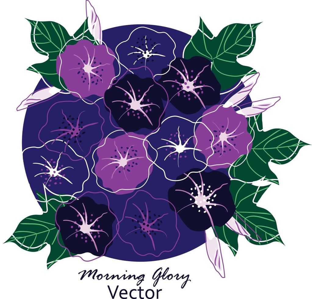 Vector illustration of Morning glory flowers with leaves frame wreth