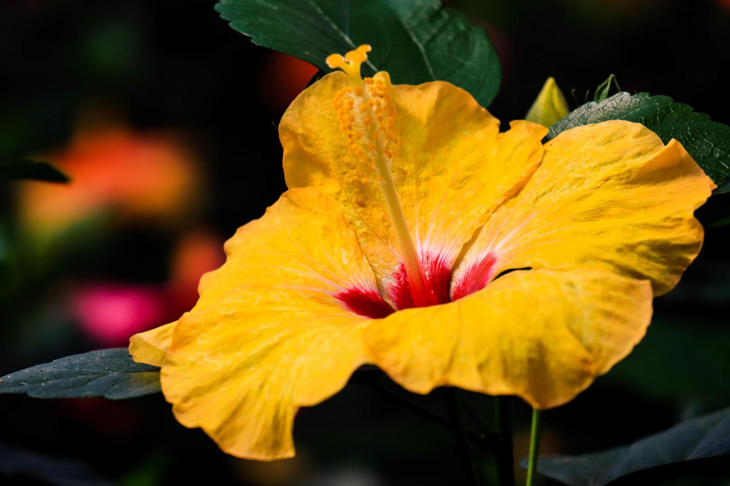 Fresh Hibiscus flowers in celosia garden Semarang photo