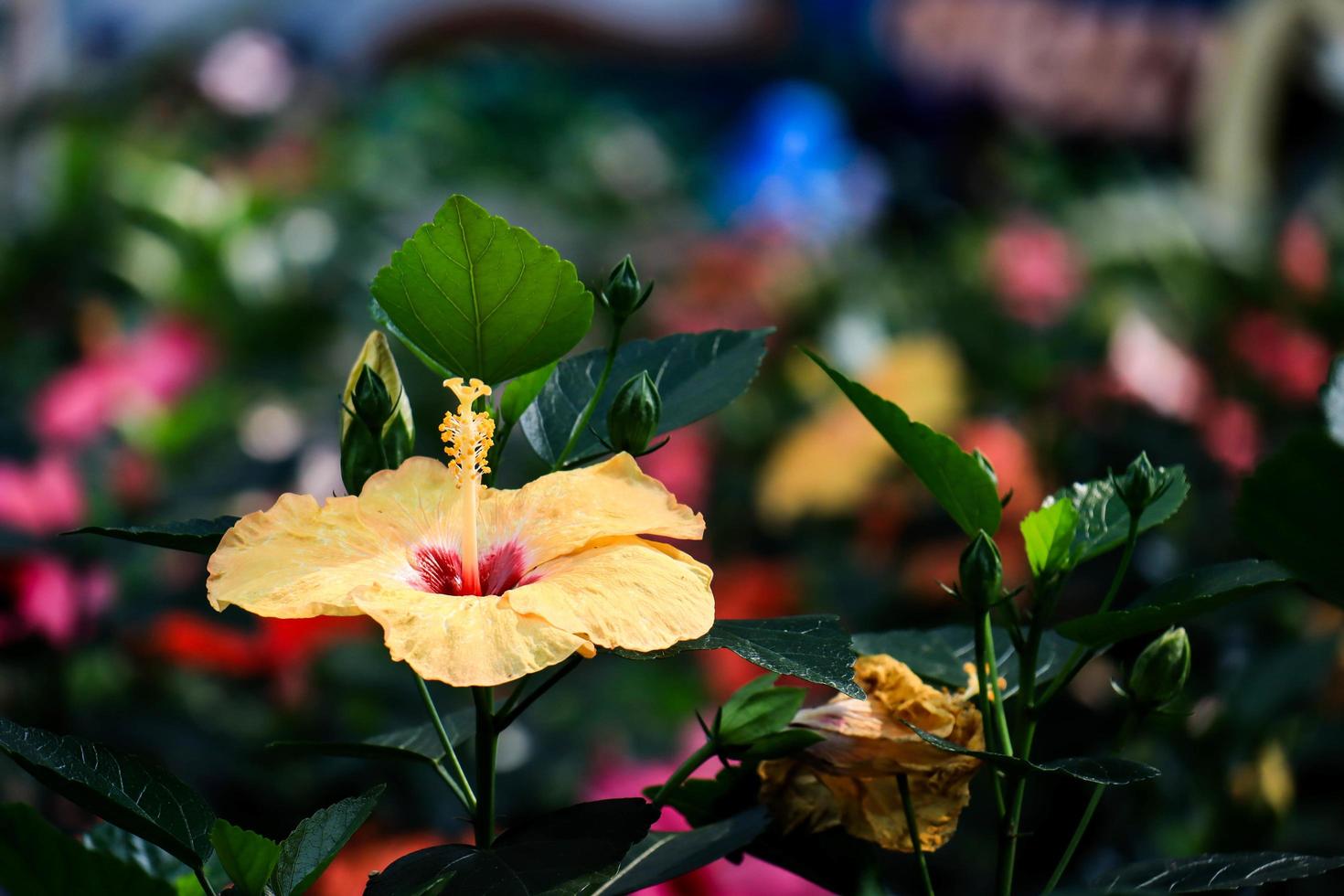 Hibiscus flower Hibiscus rosa-sinensis L is a shrub of the Malvaceae family originating from East Asia and widely grown as an ornamental plant in tropical and subtropical region. photo